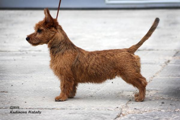 Desperados iz Zvezdnogo Grafstva | Australian Terrier 