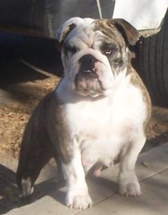 Cleo XXIV | Olde English Bulldogge 