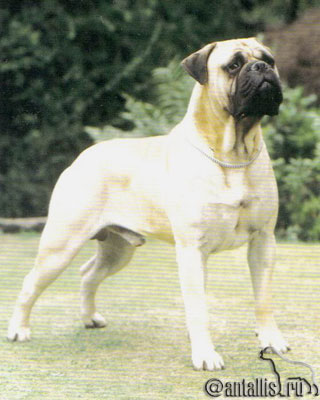 GRAECIA MERCURY | Bullmastiff 