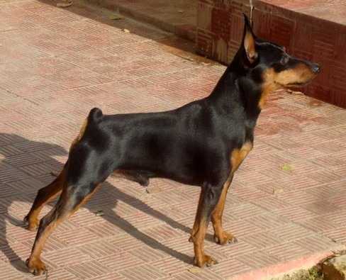 Kimon chernaya liniya | Miniature Pinscher 