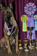 VIRAB BAHRAM | Belgian Malinois 