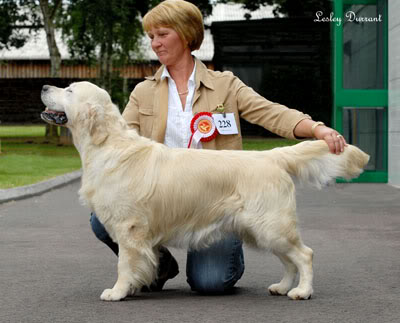 Shardanell Castaspell | Golden Retriever 