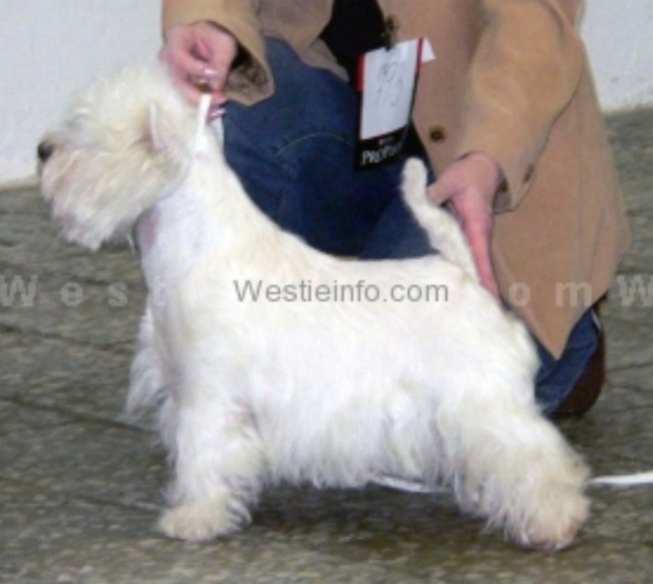 My Miracle from Gryffindor | West Highland White Terrier 