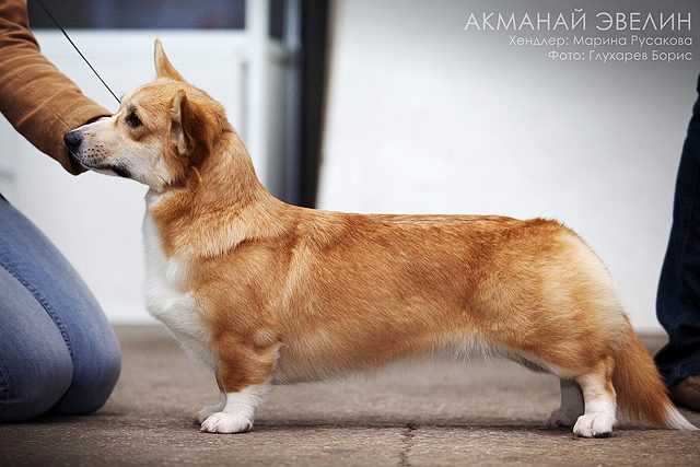 Evelin | Pembroke Welsh Corgi 