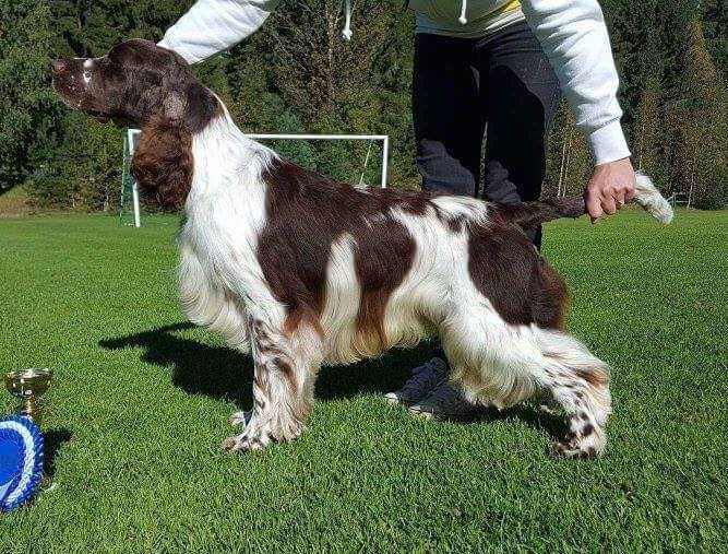 Glamorly Glass Kiss For You | English Springer Spaniel 