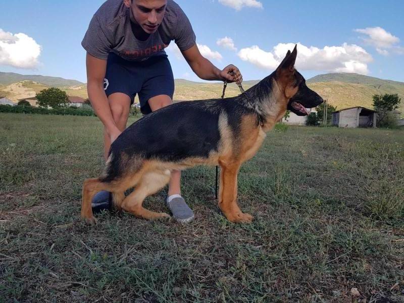 Arden di casa Cacozza | German Shepherd Dog 