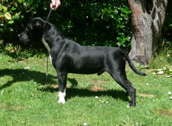 Sladestaff Sour Worm | Staffordshire Bull Terrier 