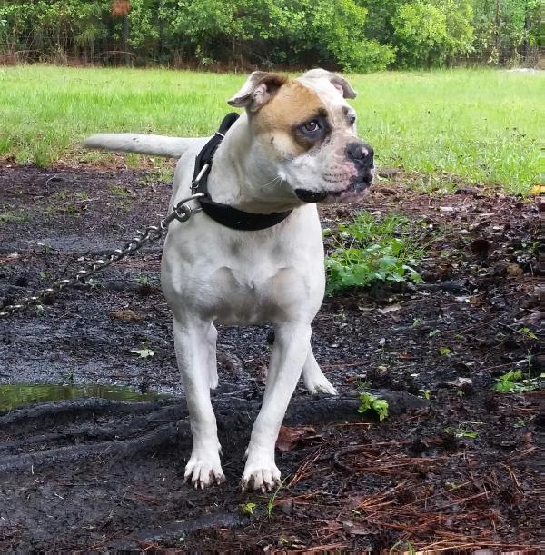 Jervis' Shugar | American Bulldog 