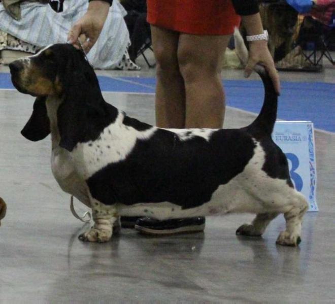 Vezuvii Infanta Izabella | Basset Hound 