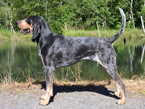 Cedar Creek's Tellin Secrets | Bluetick Coonhound 