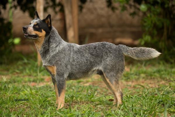 Nameh divinu's dog HEELER SELIVON | Australian Cattle Dog 