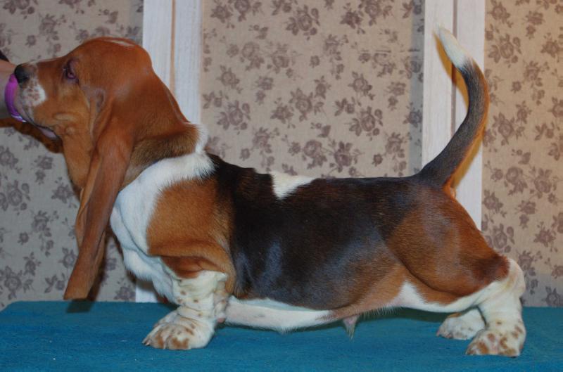 GNOMEO Long Castle Hound | Basset Hound 