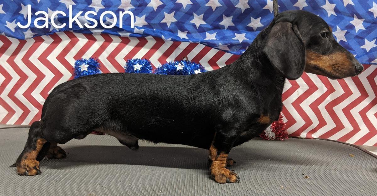 WTL I'm Goin to Jackson MS | Dachshund 