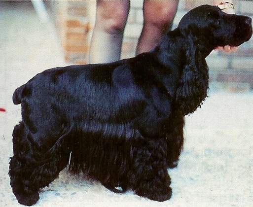 Corcovan Cantarida | English Cocker Spaniel 