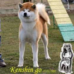 Kenshin Go Kouyazan Miyauchisou | Akita 