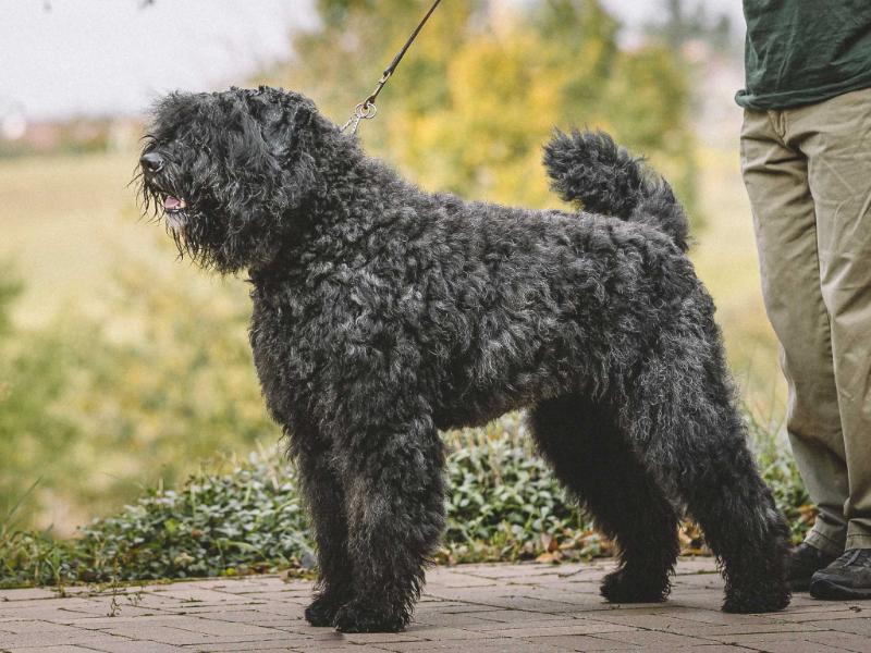 Eliss Chilli North Carpaty | Bouvier des Flandres 