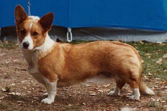 Smultronbackens Arabella | Cardigan Welsh Corgi 