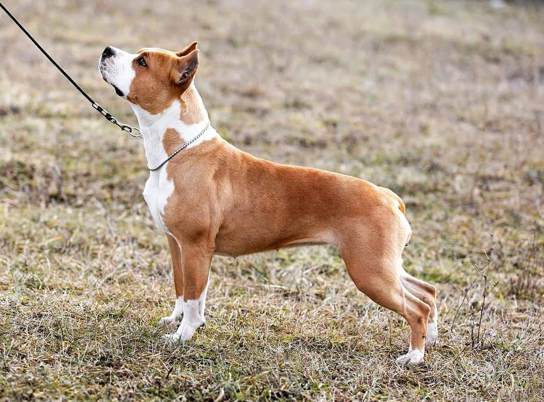 Fiona Maximus Pride | American Staffordshire Terrier 