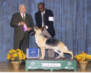 Falkrigia's Zephyr's Firefly | German Shepherd Dog 