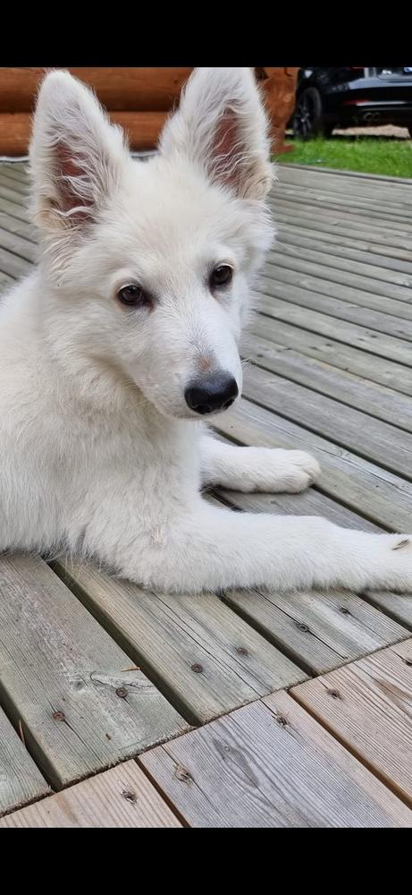 Hillside´s Snout Destined Venus | White Swiss Shepherd Dog 