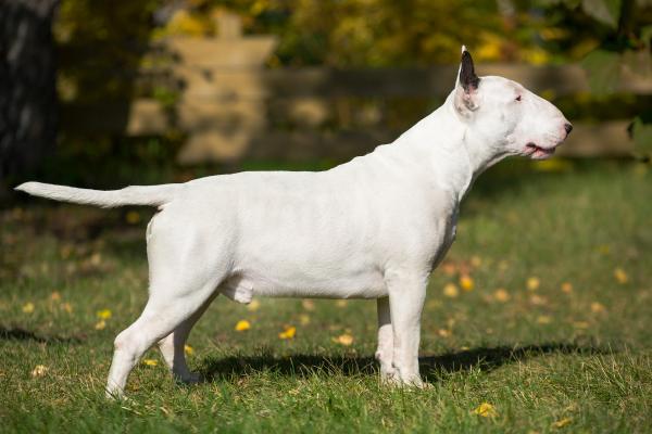 Rion Double Stitch | Bull Terrier 