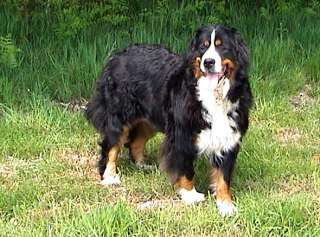 Reinna des Roches du Mettey | Bernese Mountain Dog 