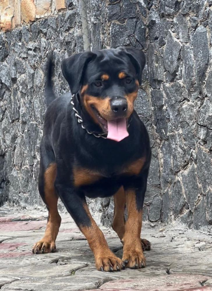 Debare lati Ajatorda | Rottweiler 