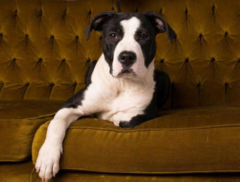 XMAS GIFT SOUL OF GRYFFINDOR | American Staffordshire Terrier 
