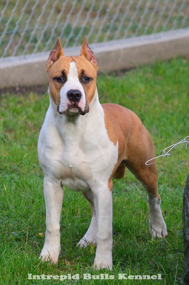 Intrepid Bulls Dingo | American Staffordshire Terrier 