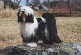 SCHANTI'S BIYOU LAMLEH | Tibetan Terrier 