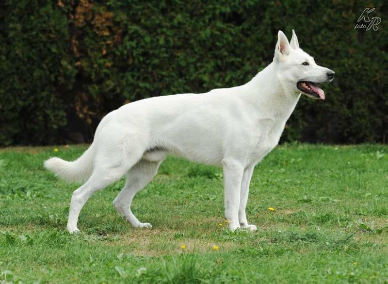 Gennaro Nubika | White Swiss Shepherd Dog 