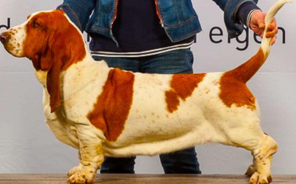 Bumblebee van Hollandheim | Basset Hound 