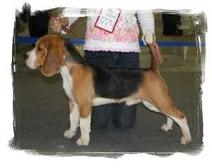 D'ORLANDO Xandrina | Beagle 