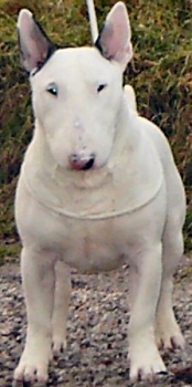 Nevandee Beauchamp Pilot at Credetta | Bull Terrier 