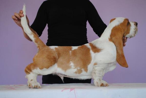 MORAN SON OF BATTLE | Basset Hound 