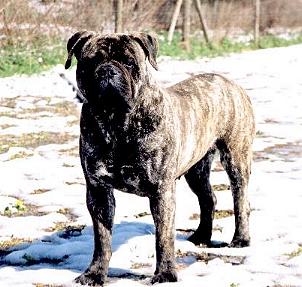 GIORGIA DE AGAFA L'ASE | Bullmastiff 