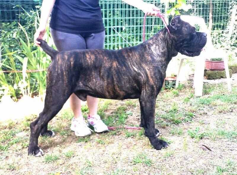 OREGON DEGLI ELMI | Cane Corso 