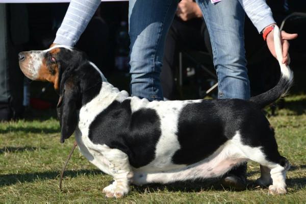 Sharemar American Pie | Basset Hound 