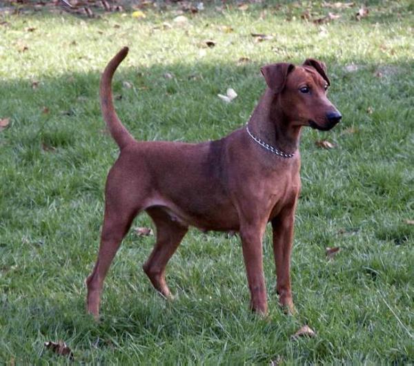 UCENE vom Leiselbach | German Pinscher 