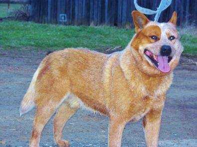 STOCK OPTIONS COPPER | Australian Cattle Dog 