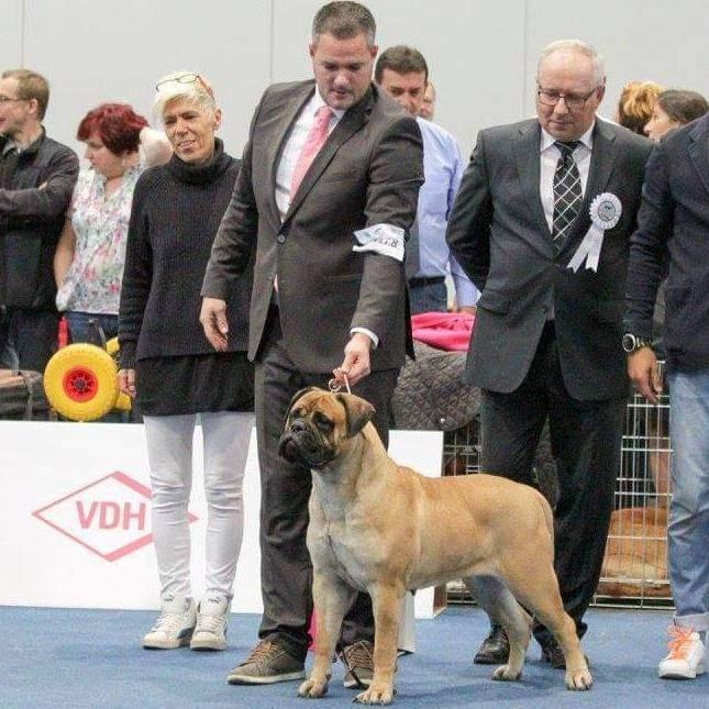 All Eyes On Me Is Dvariskiu | Bullmastiff 