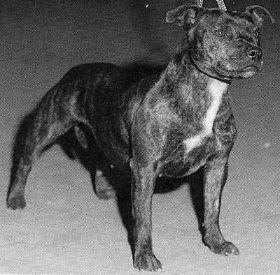 Torosay Black Fern | Staffordshire Bull Terrier 