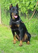 Assia Raven-Saxo | Beauceron 