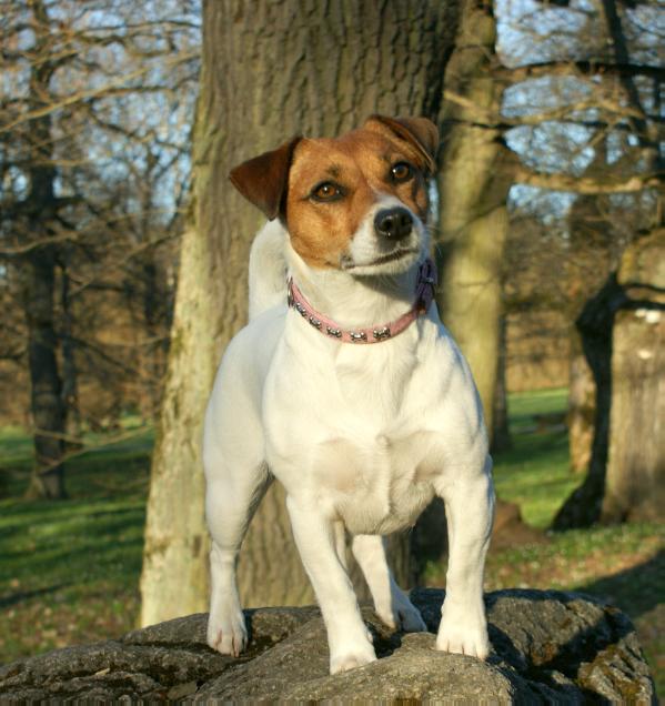 Snow Blues Mirabella Armaani | Jack Russell Terrier 