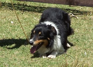 Moss Dulac 221 Br Da Encruzilhada Do Sul | Border Collie 