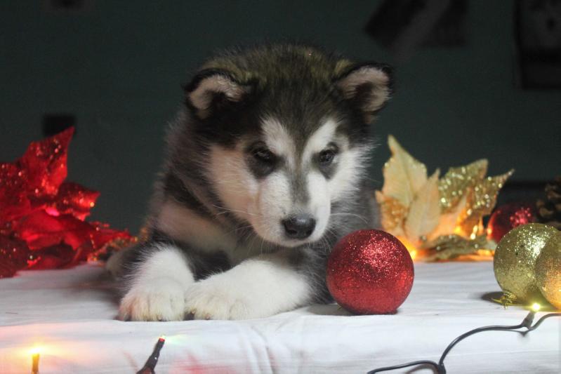 Alpha Centauri Canopo Ashes of the Universe | Alaskan Malamute 