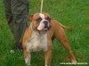 Jurassic Bulldogs Bacima | Olde English Bulldogge 