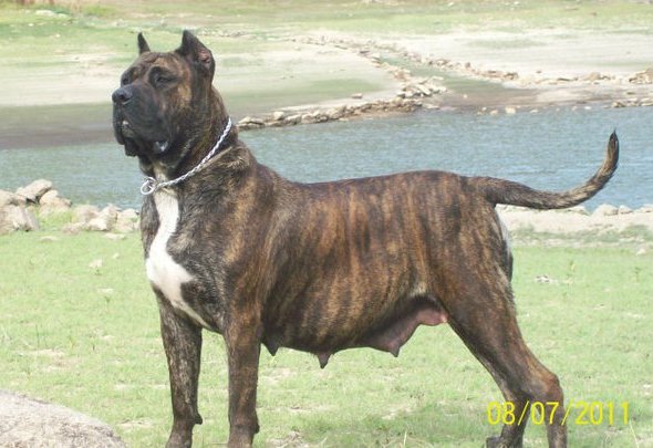 Arabuya (Duca) | Perro de Presa Canario 