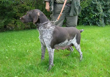 Olga II vom Gehrenberg | German Wirehaired Pointer 