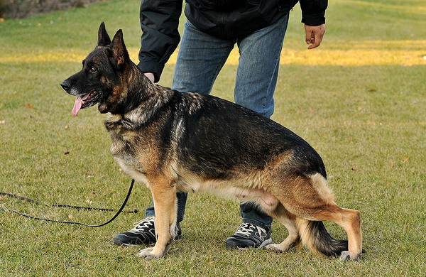 Ocean von ZhongHao | German Shepherd Dog 